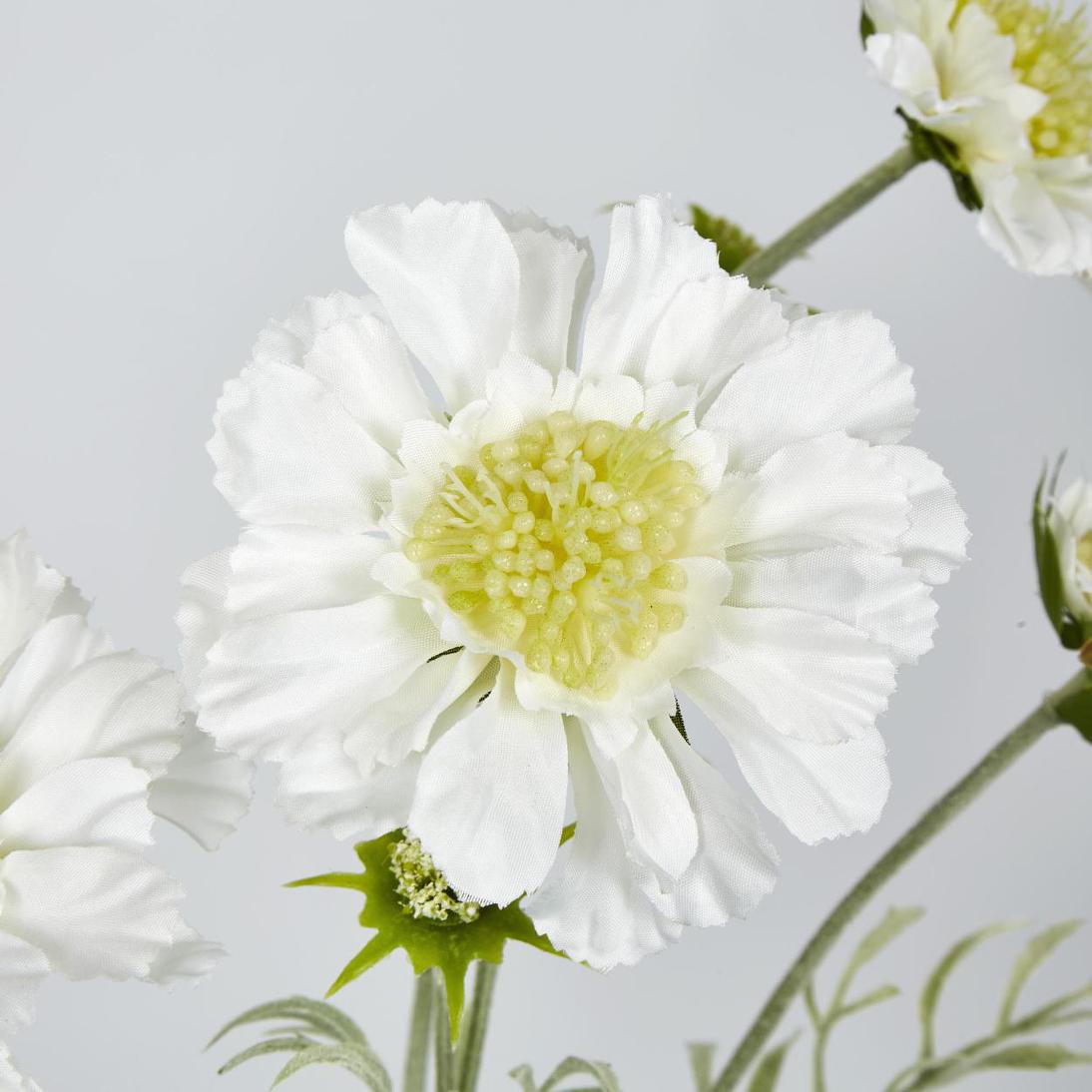 Scabiosa Spray with Buds White