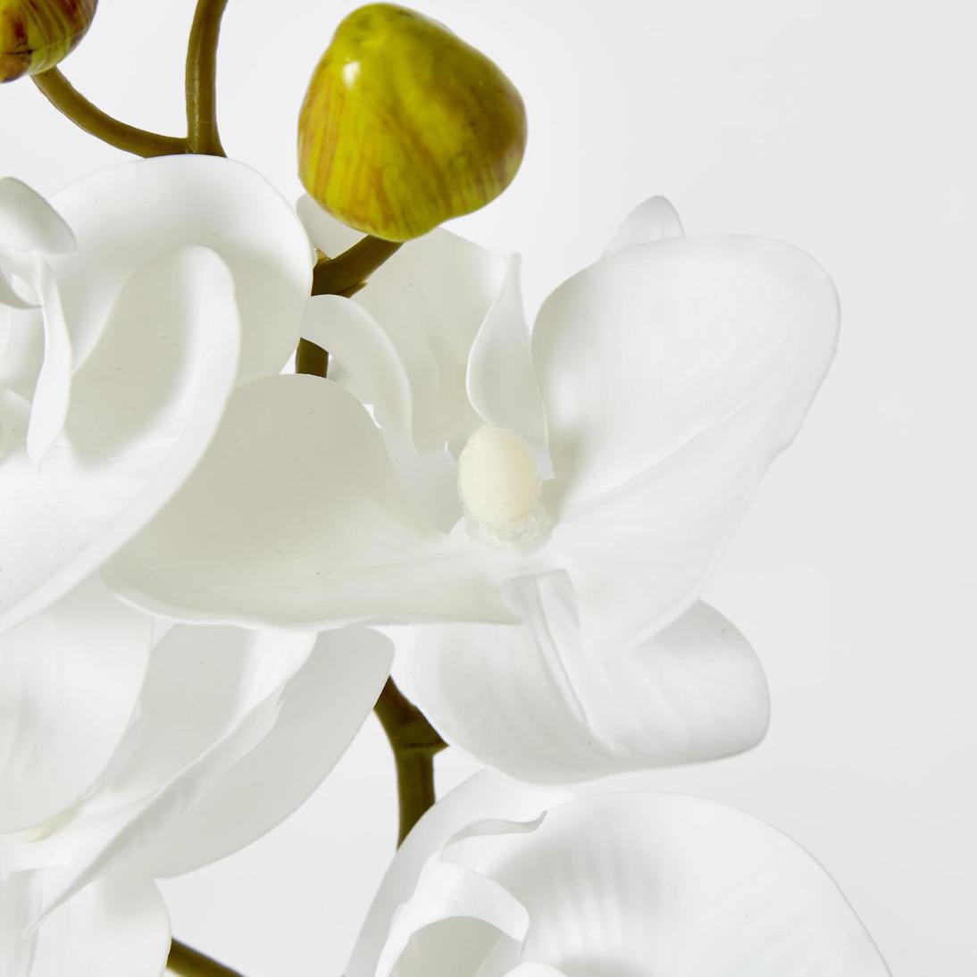 Phalaenopsis Orchid White
