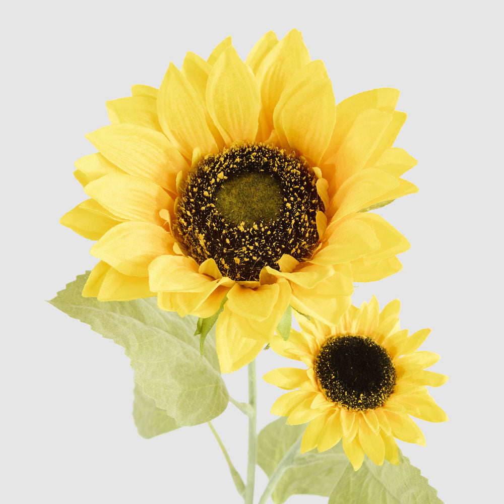 Sunflower Stem With 2 Heads