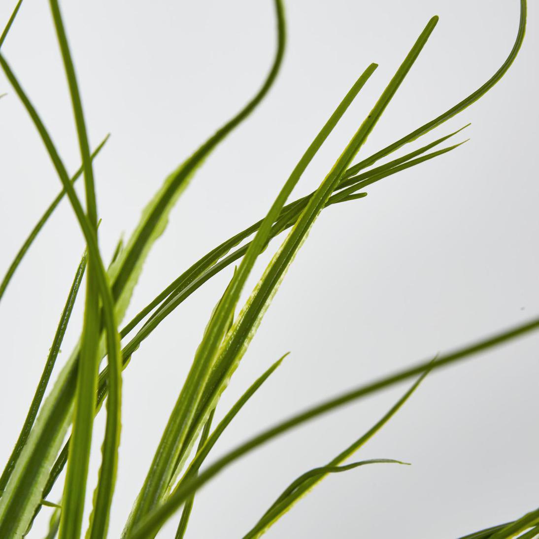 Grass Bush Green