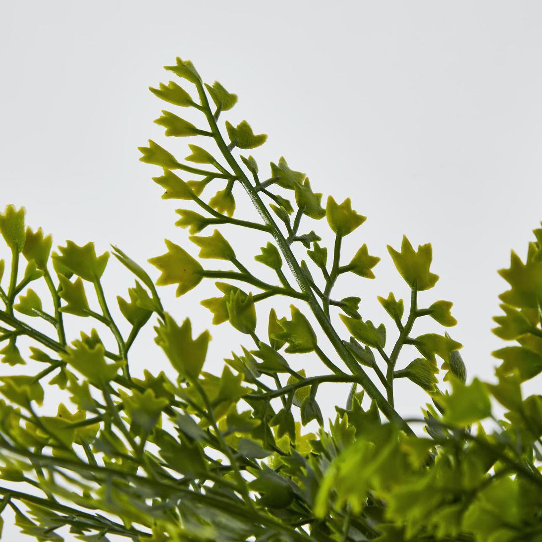 Maidenhair Fern Bush Green