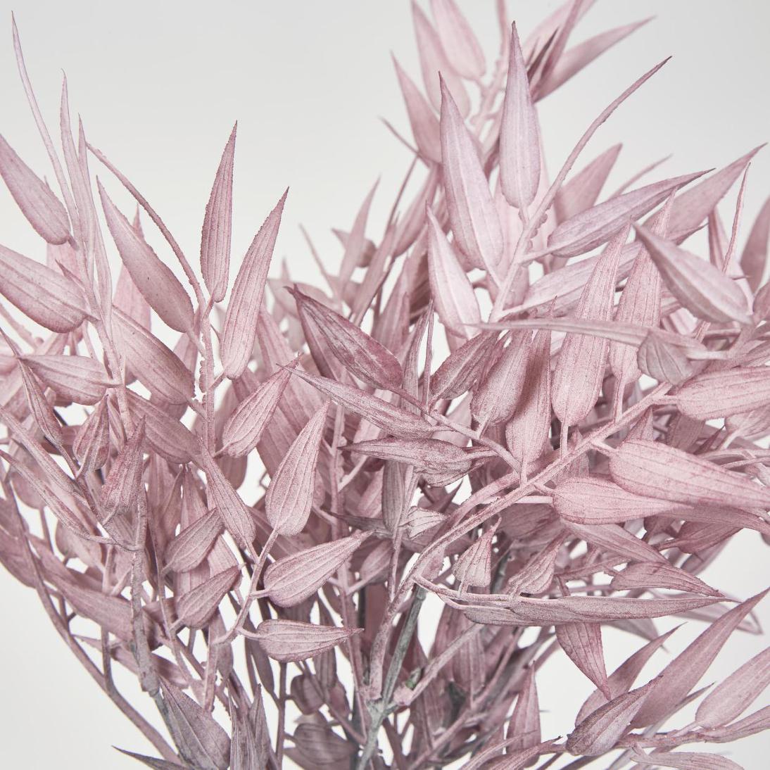 Bamboo Leaf Bush Dark Pink