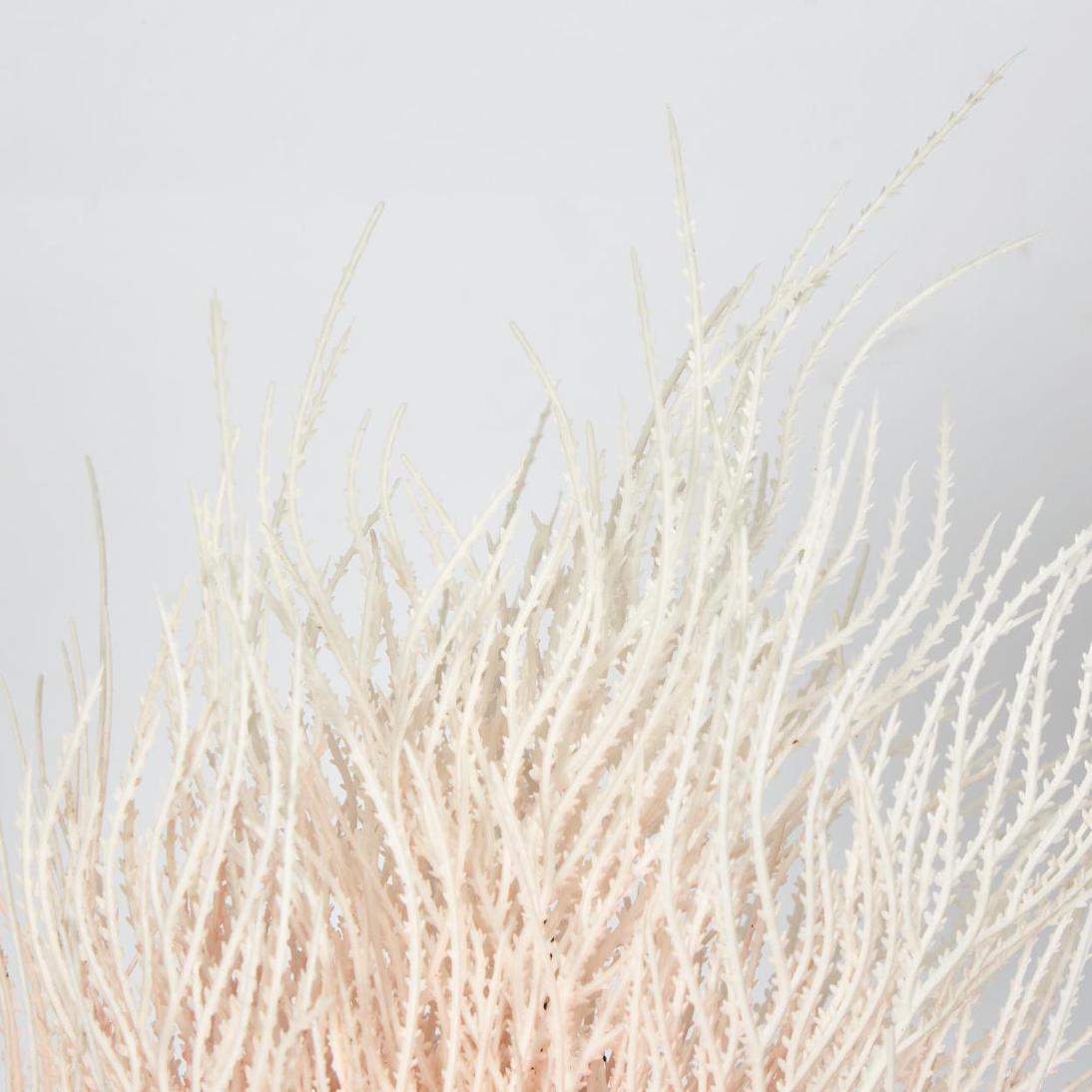Grass Seed Bush Light Pink