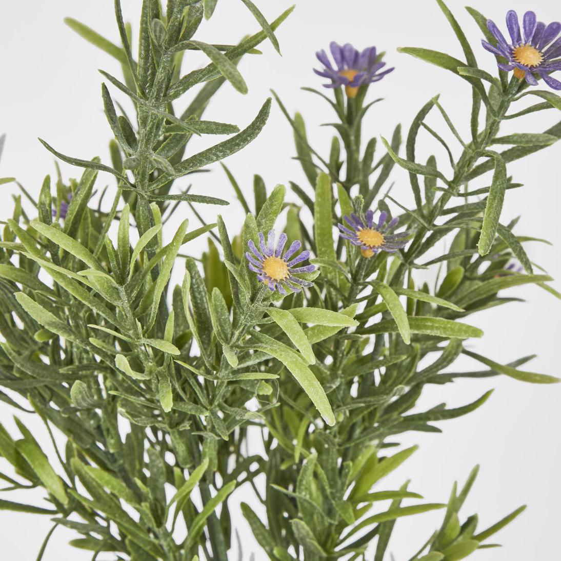 Wild Daisy Bush Purple