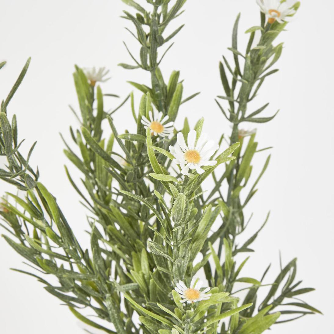 Wild Daisy Bush White