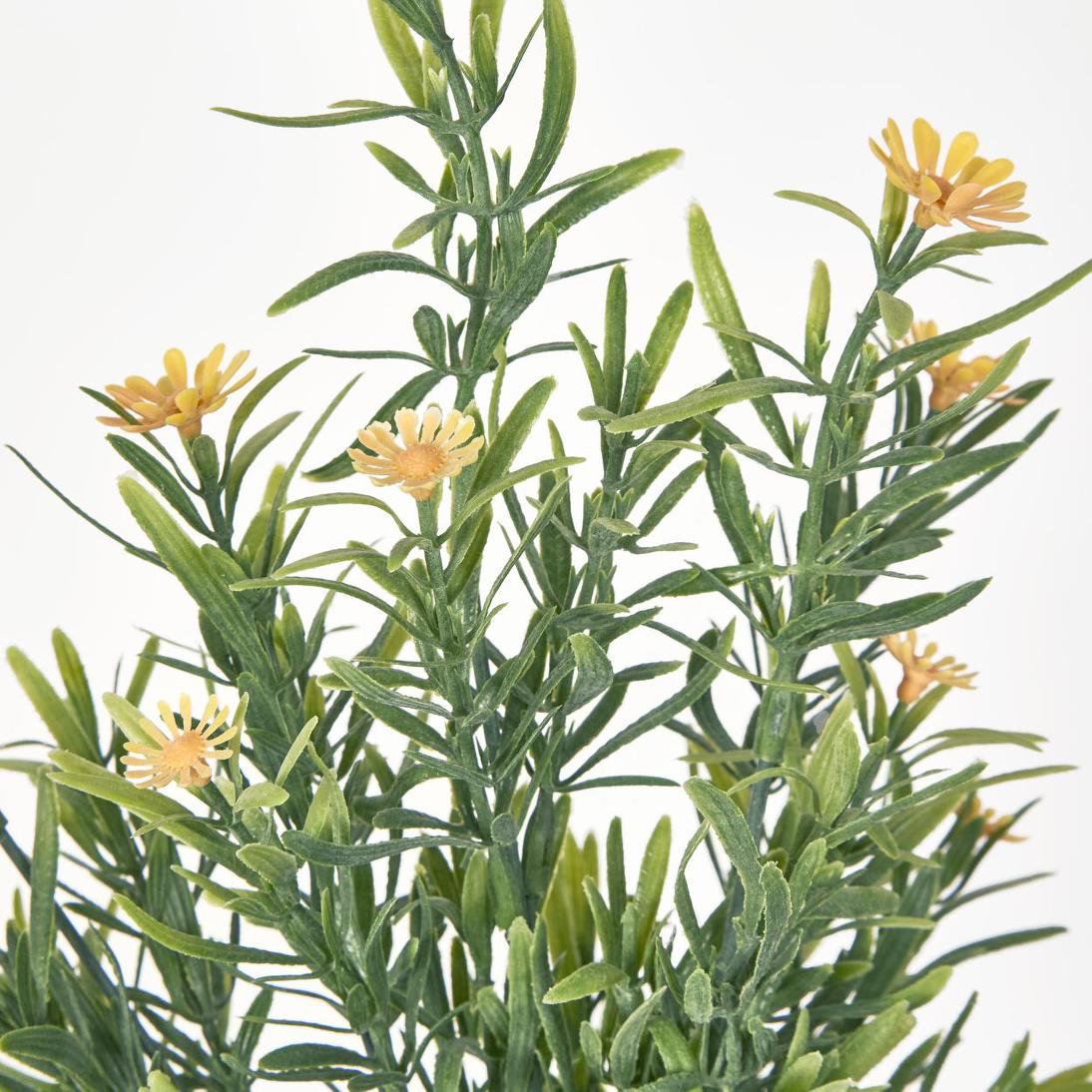 Wild Daisy Bush Yellow