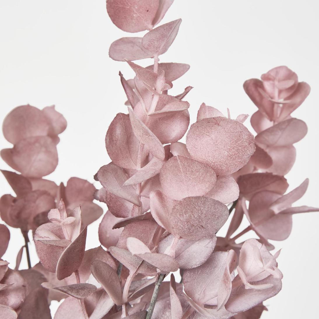 Eucalyptus Bush Pink