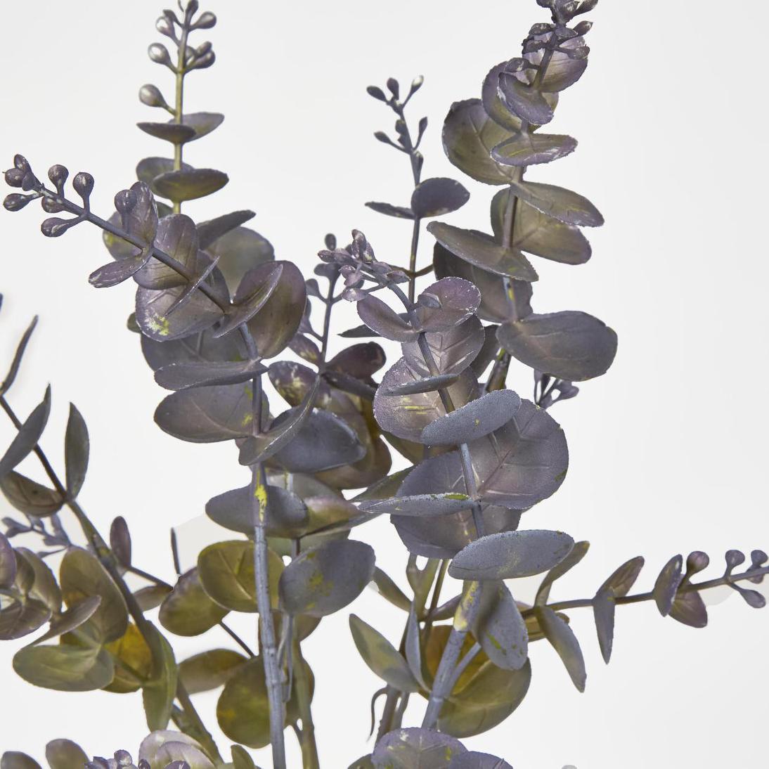 Eucalyptus Bush Purple