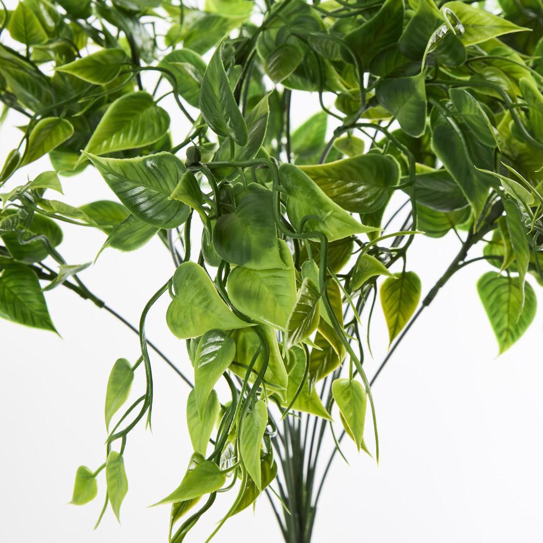Ruscus Bush Green