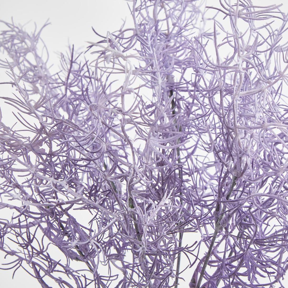 Coral Bush Purple