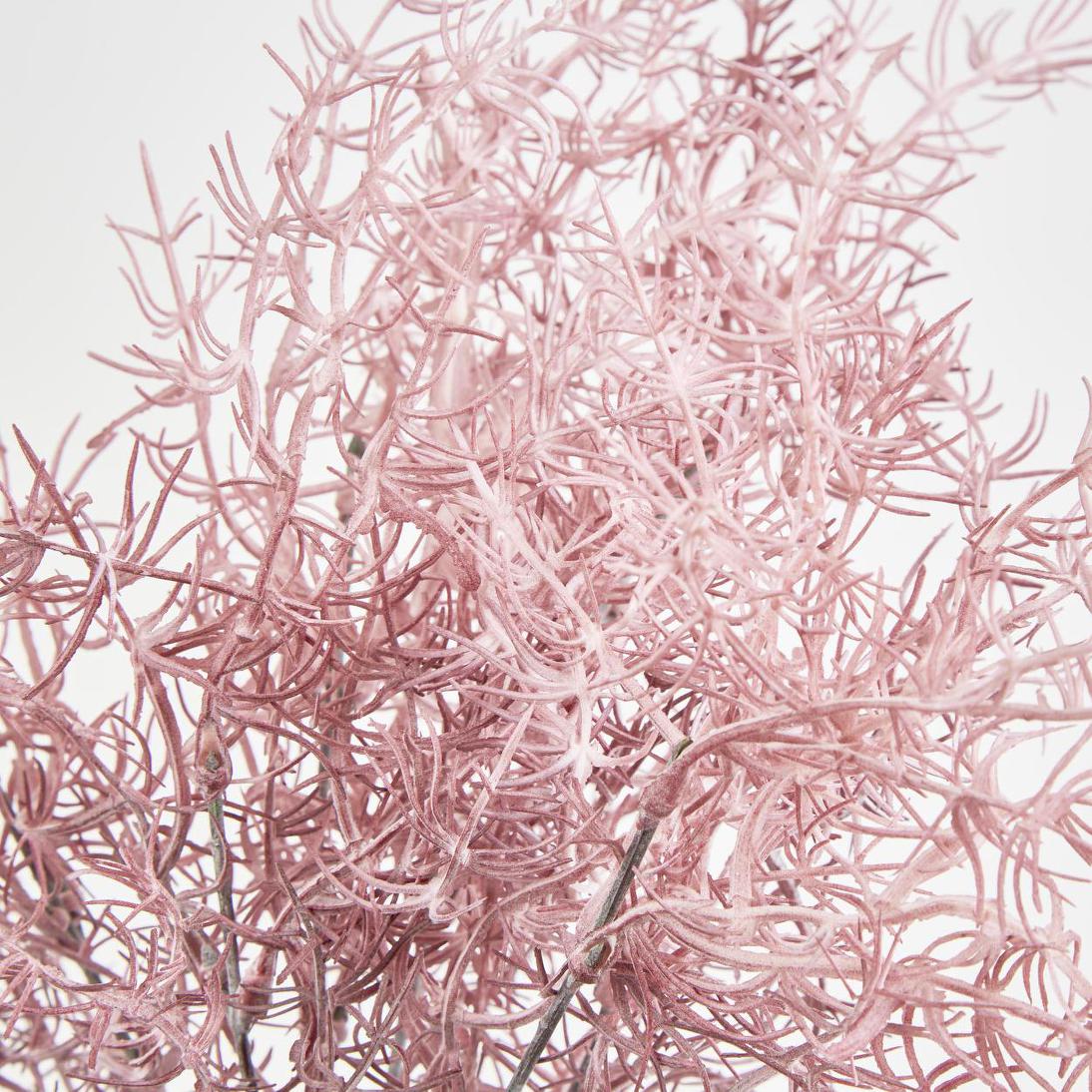 Coral Bush Pink