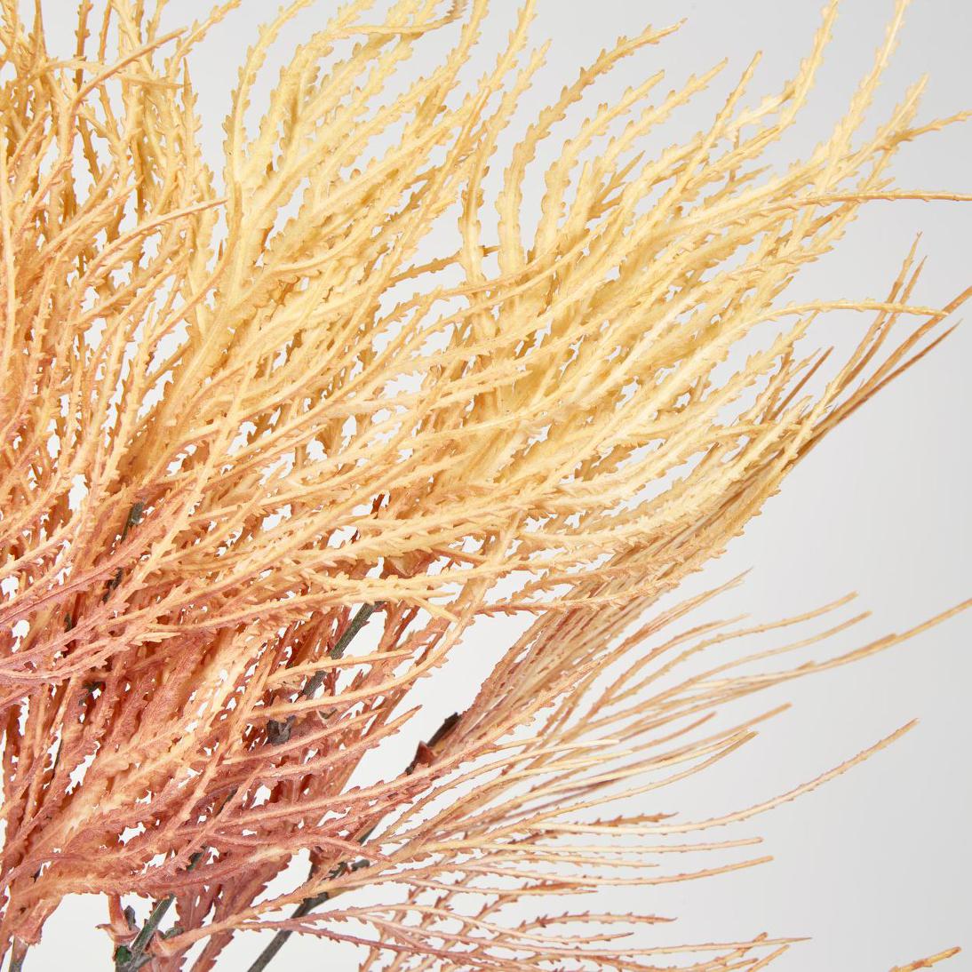 Pampas Grass Bush Orange