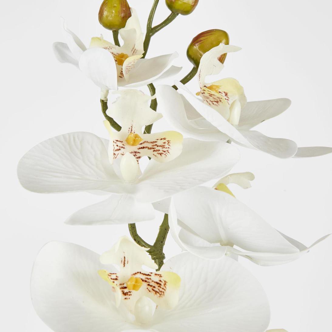 Phalaenopsis Orchid stem White