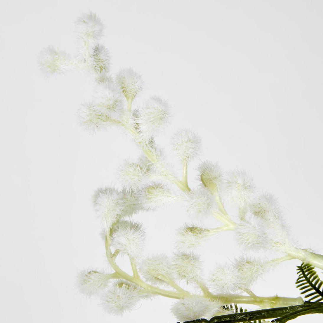 Australian Wattle 85cm White