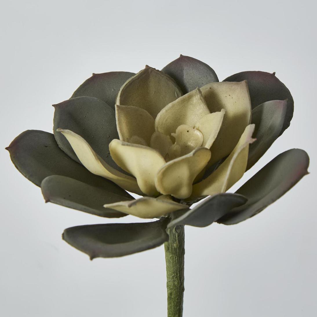 Echeveria Fimbriata Succulent Lge