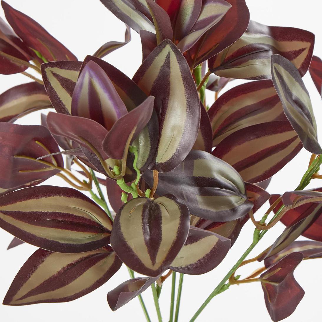Wandering Jew Bush Purple