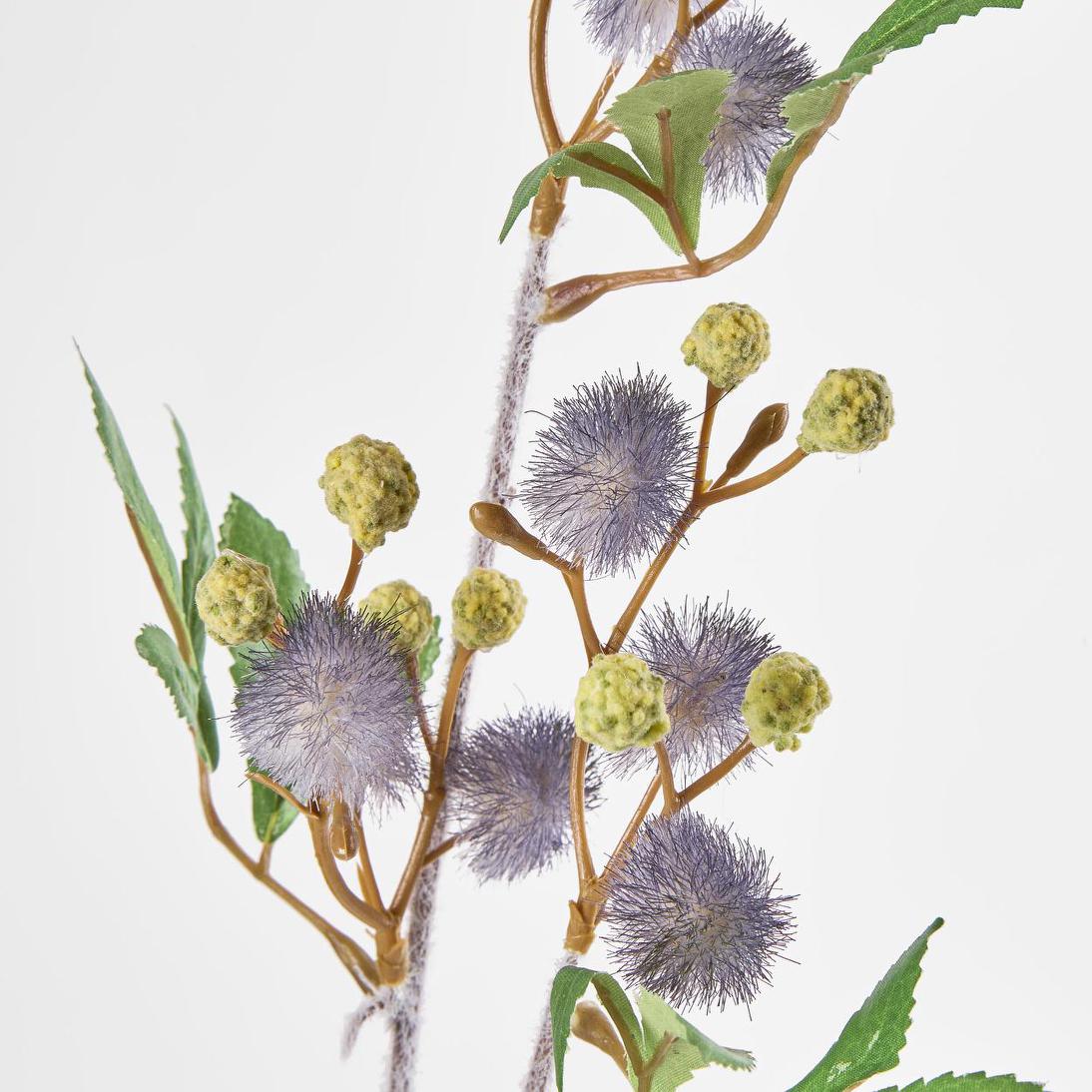 Blackwood Wattle 85cm Blue