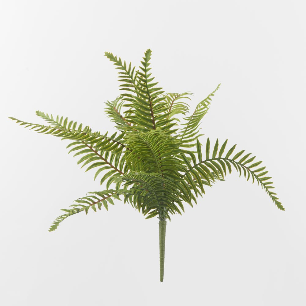 Sword Fern Bush Green