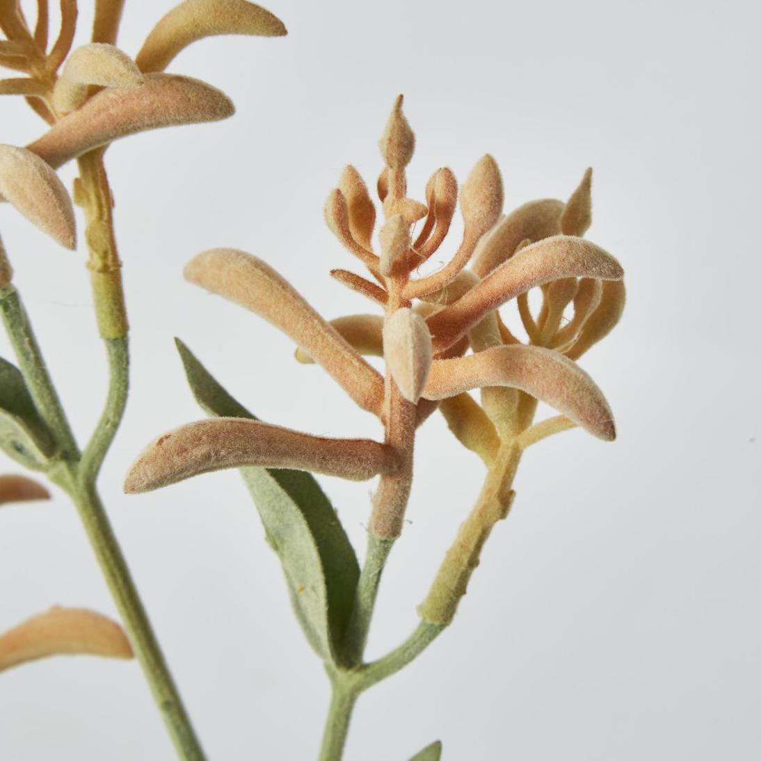 Kangaroo Paw Spray Orange