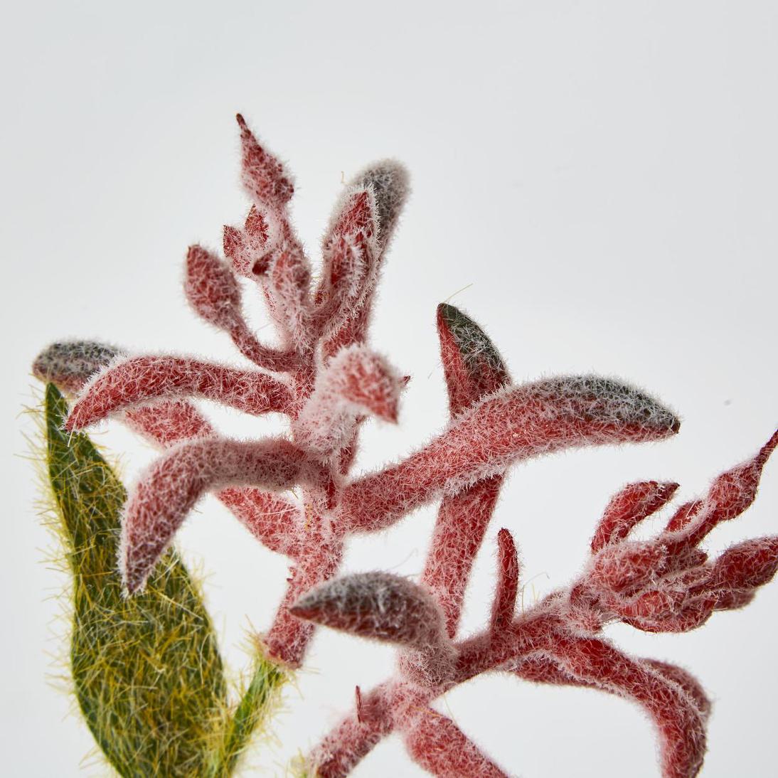 Kangaroo Paw Spray Red