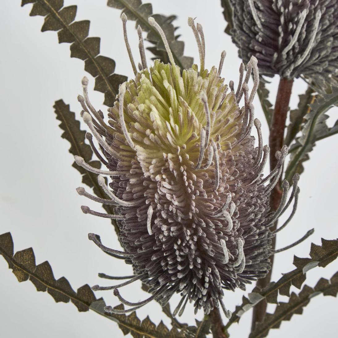 Banksia Double Spray Purple