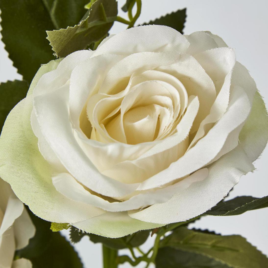 Rose Spray Cream
