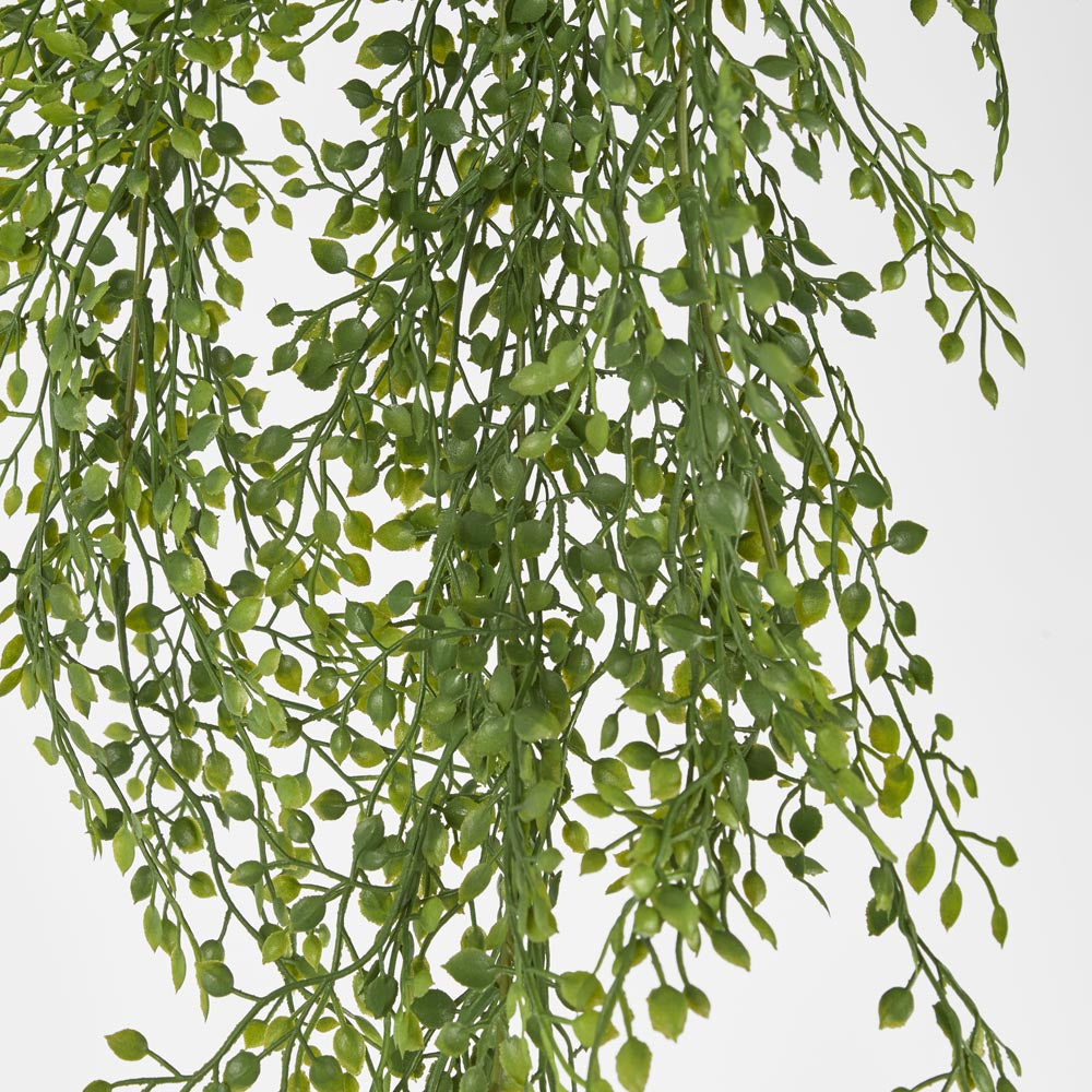 Hanging Boxwood Light Green