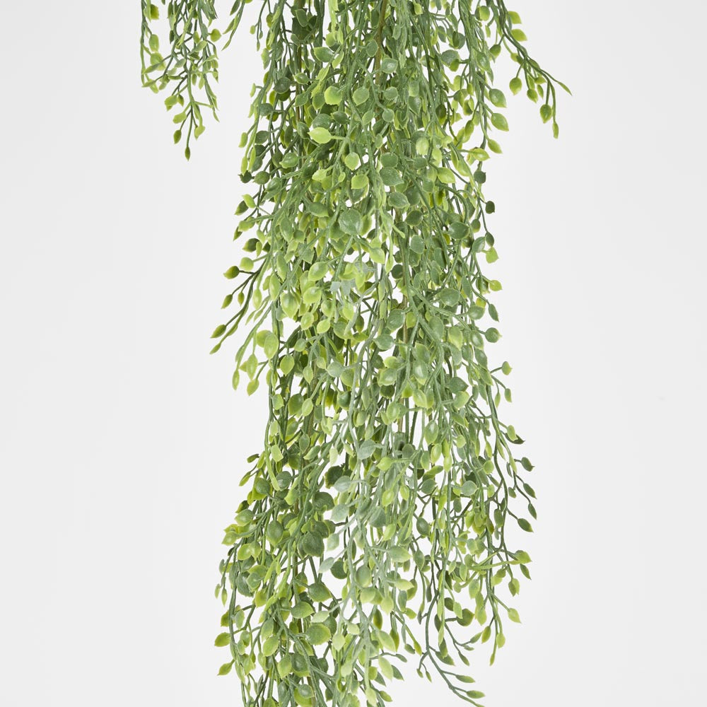 Hanging Boxwood Green