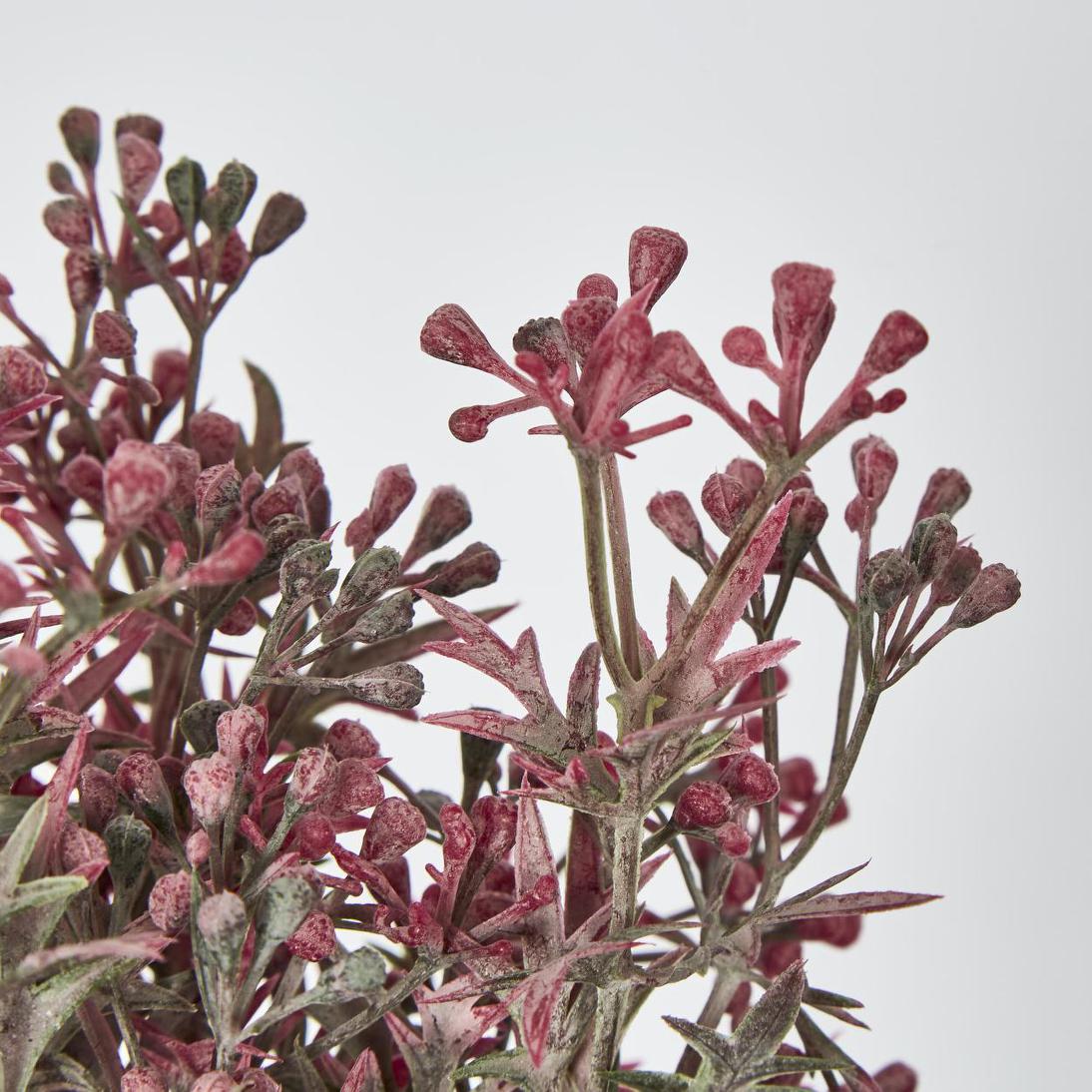 Santa Maria Berry Bush Pink