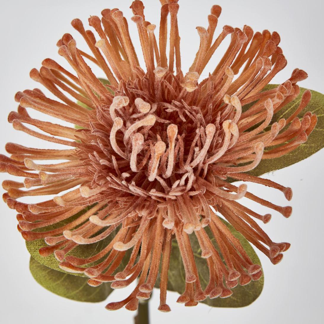 Pincushion Protea Pink