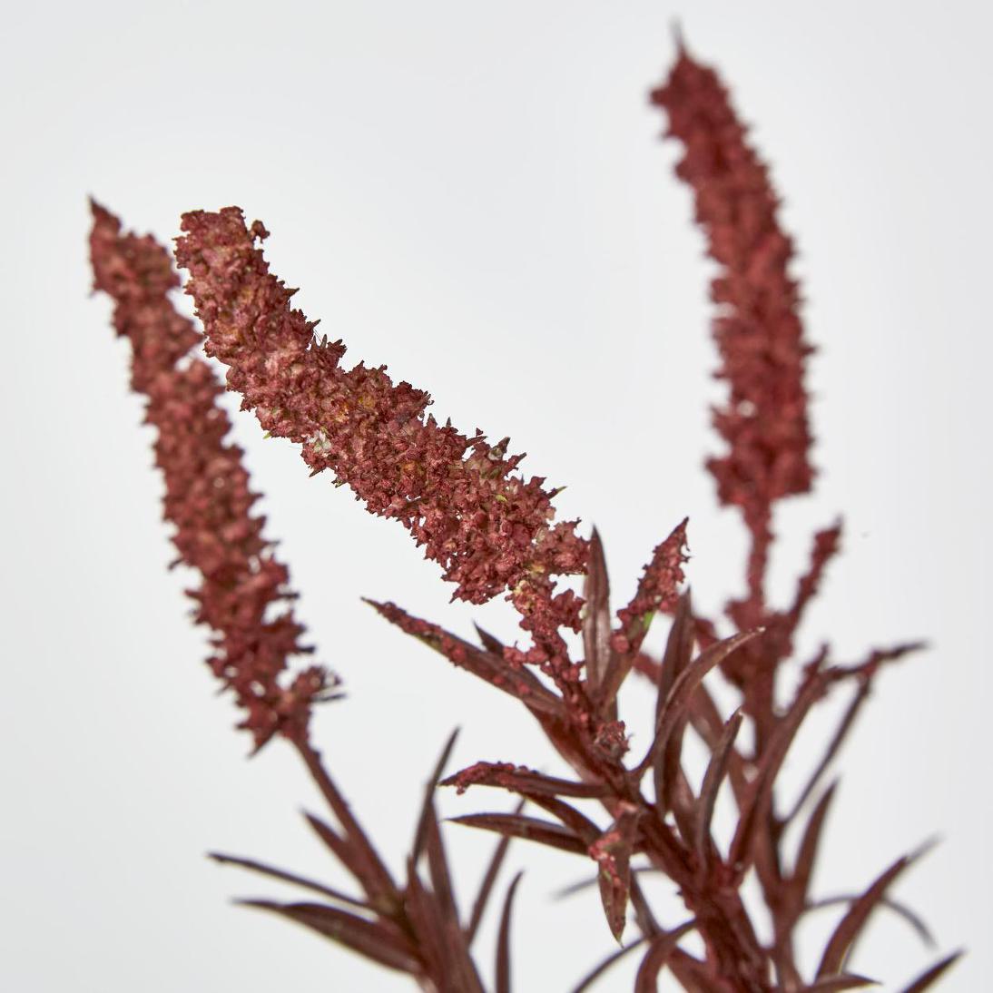 Amaranthus Spray Dark Pink