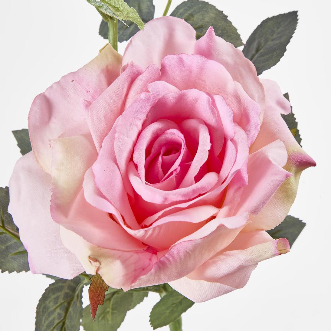 Queen Rose 35cm Pink