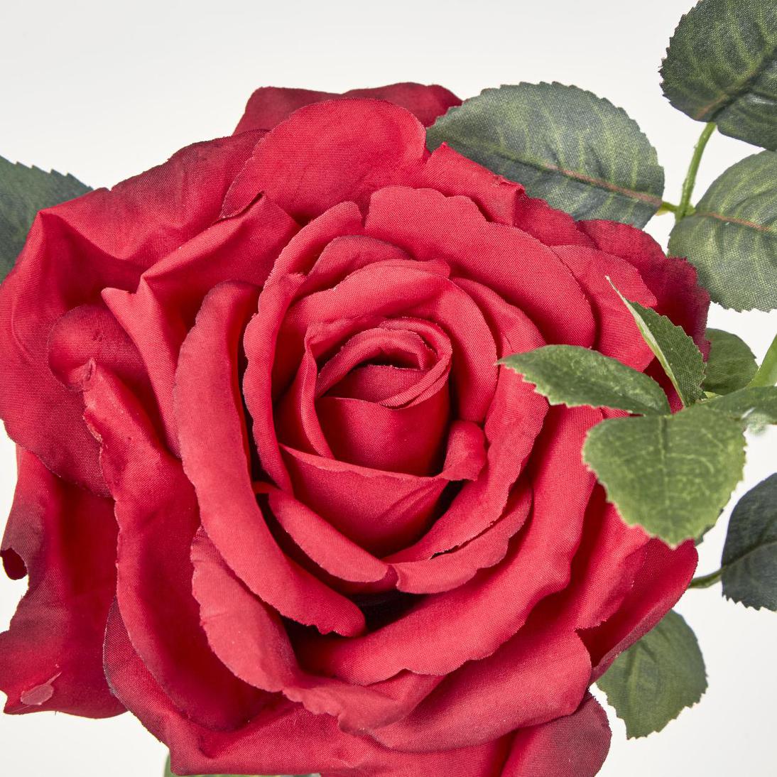 Queen Rose 35cm Red