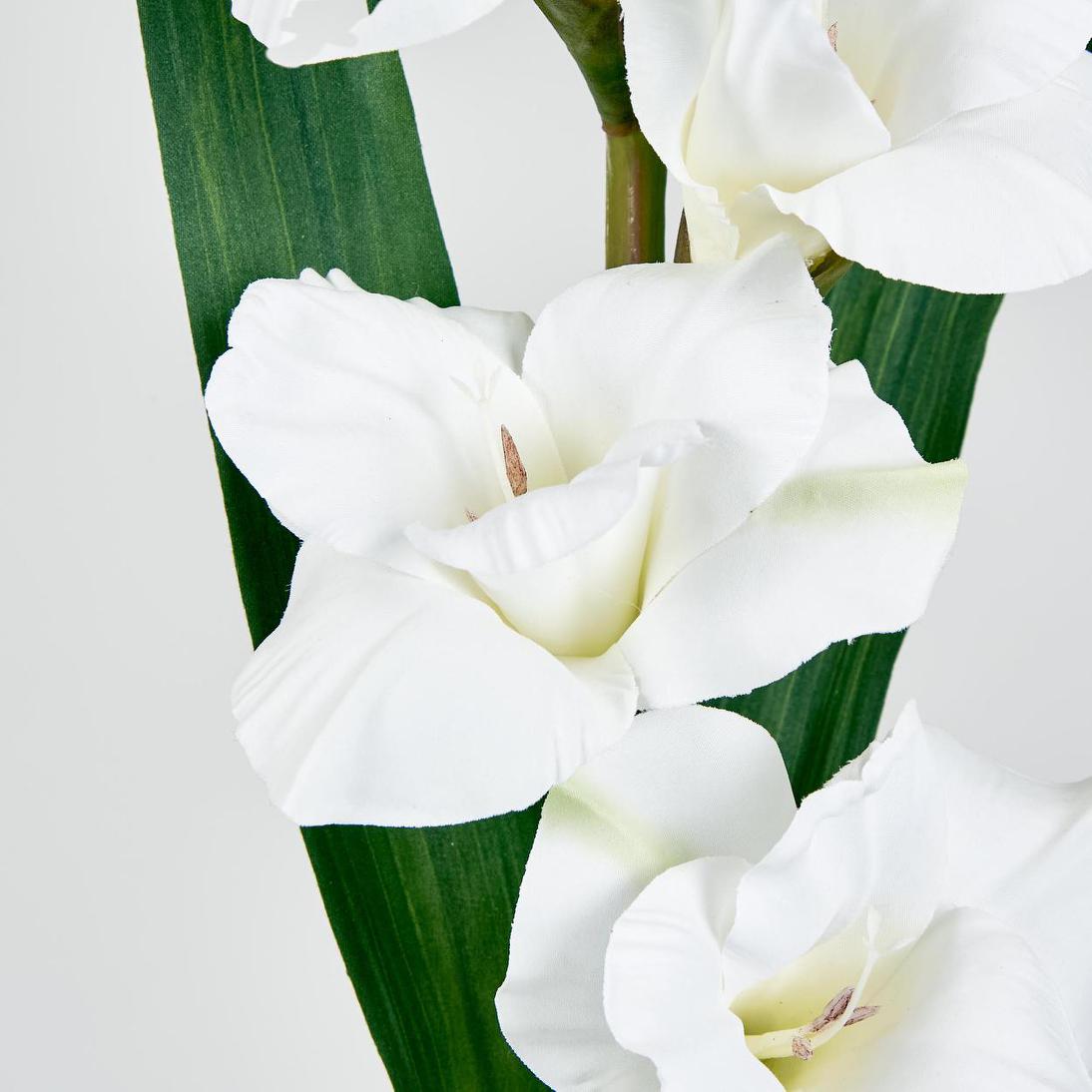 Gladious Spray 84cm White
