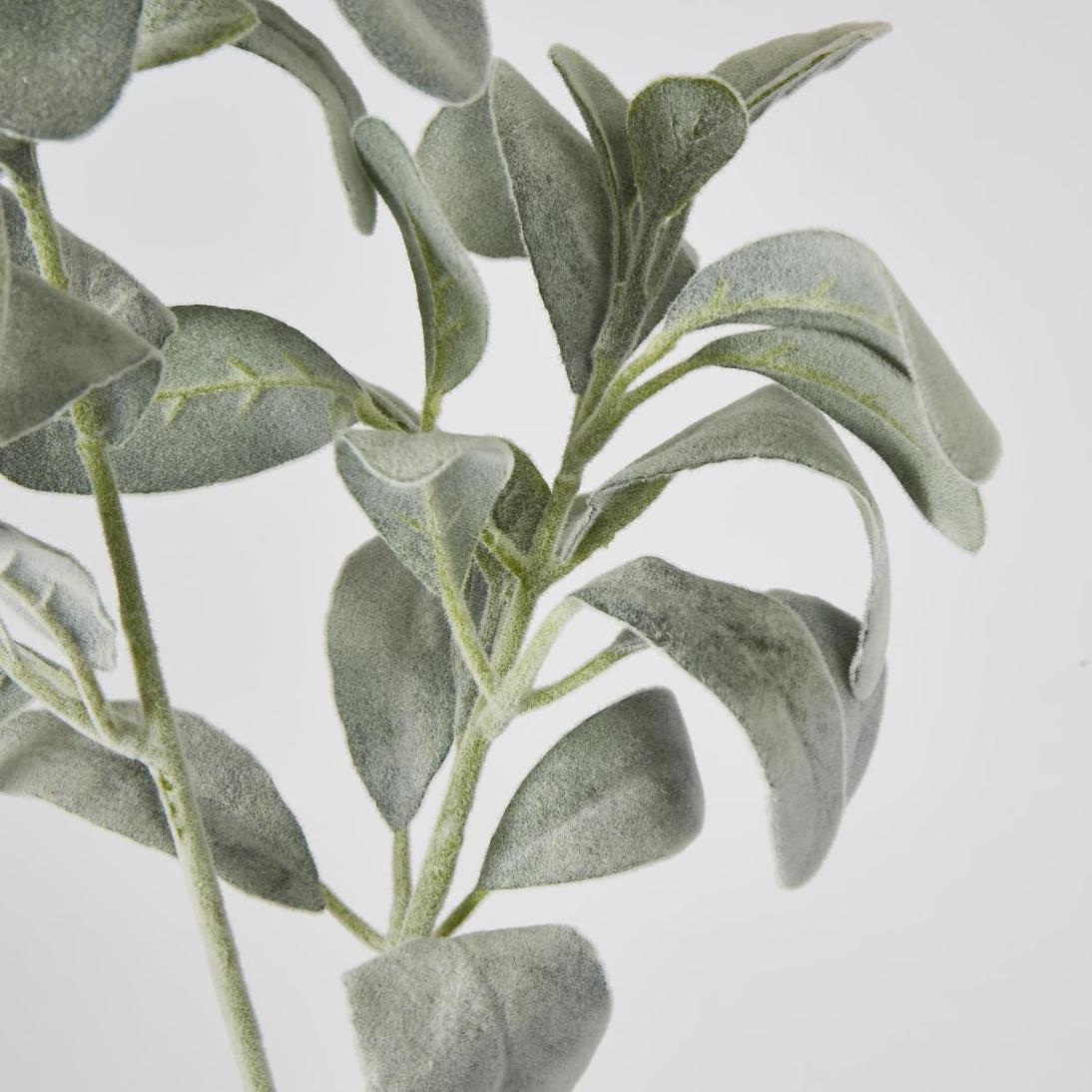 Lambs Ear Leaf Spray Green
