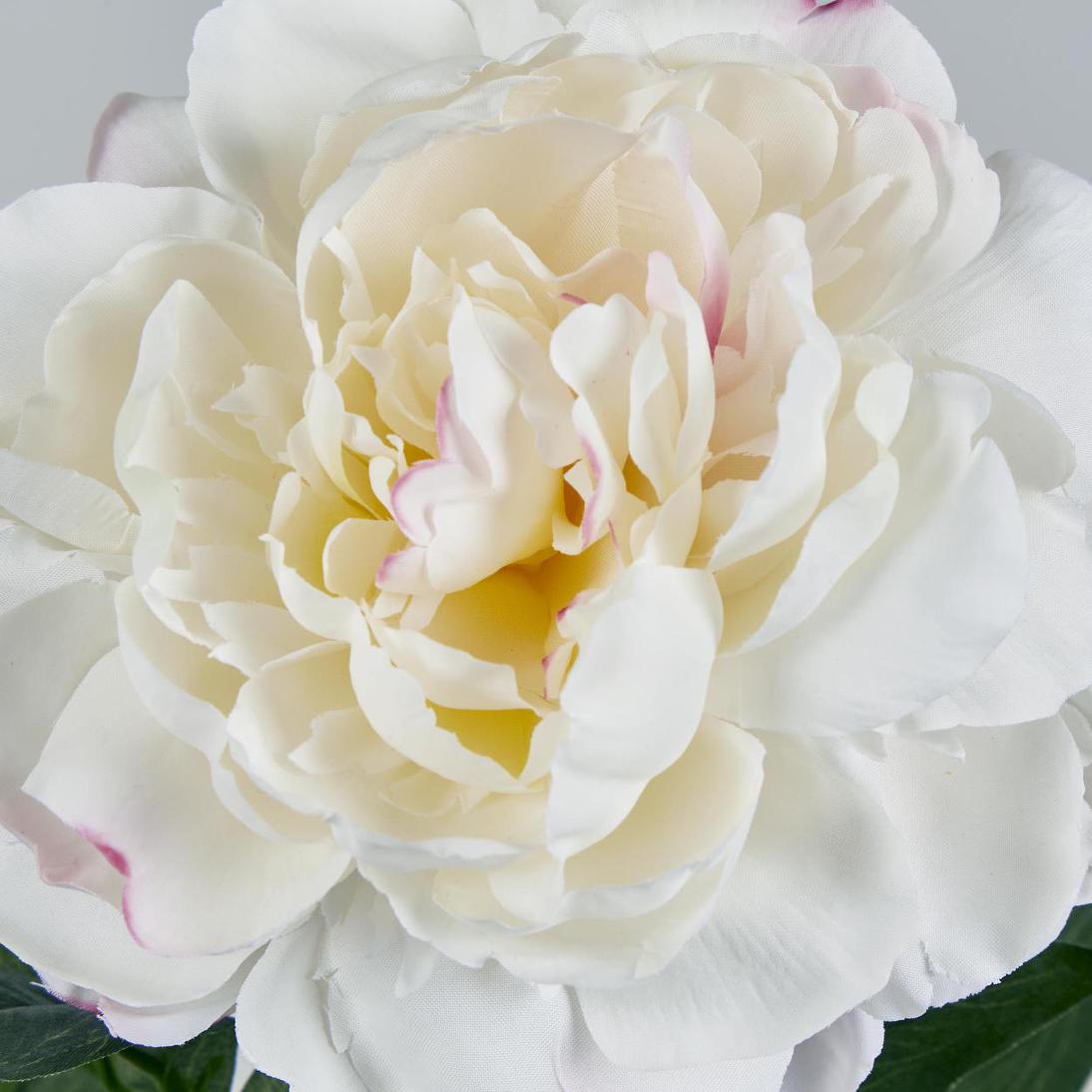 Peony Stem 66cm White