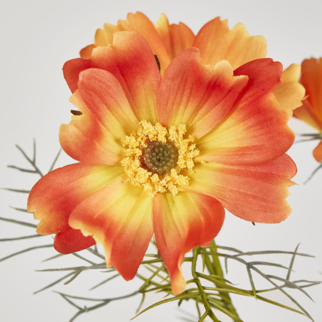 Cosmos Spray 64cm Orange