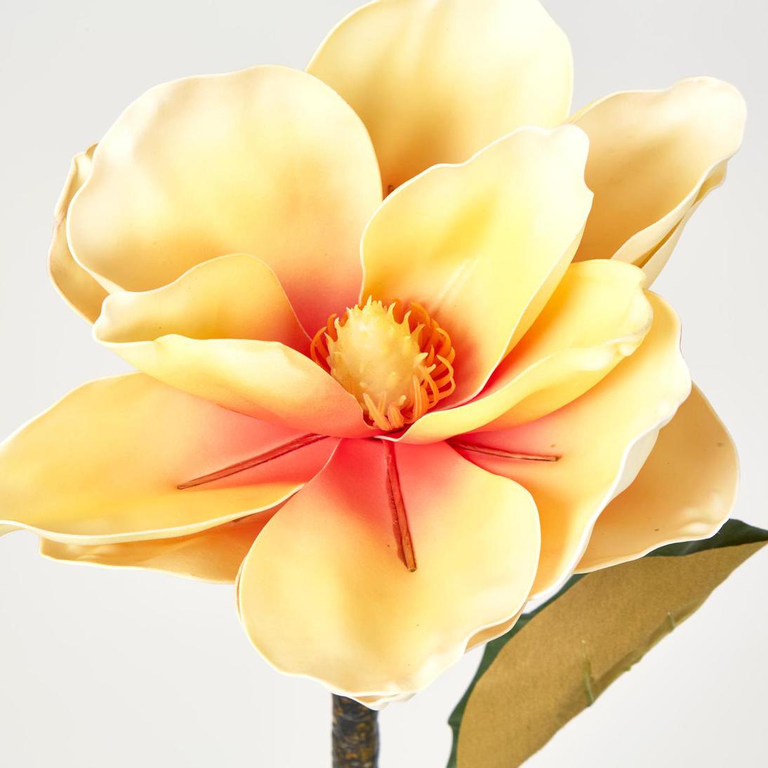 Magnolia Stem Yellow