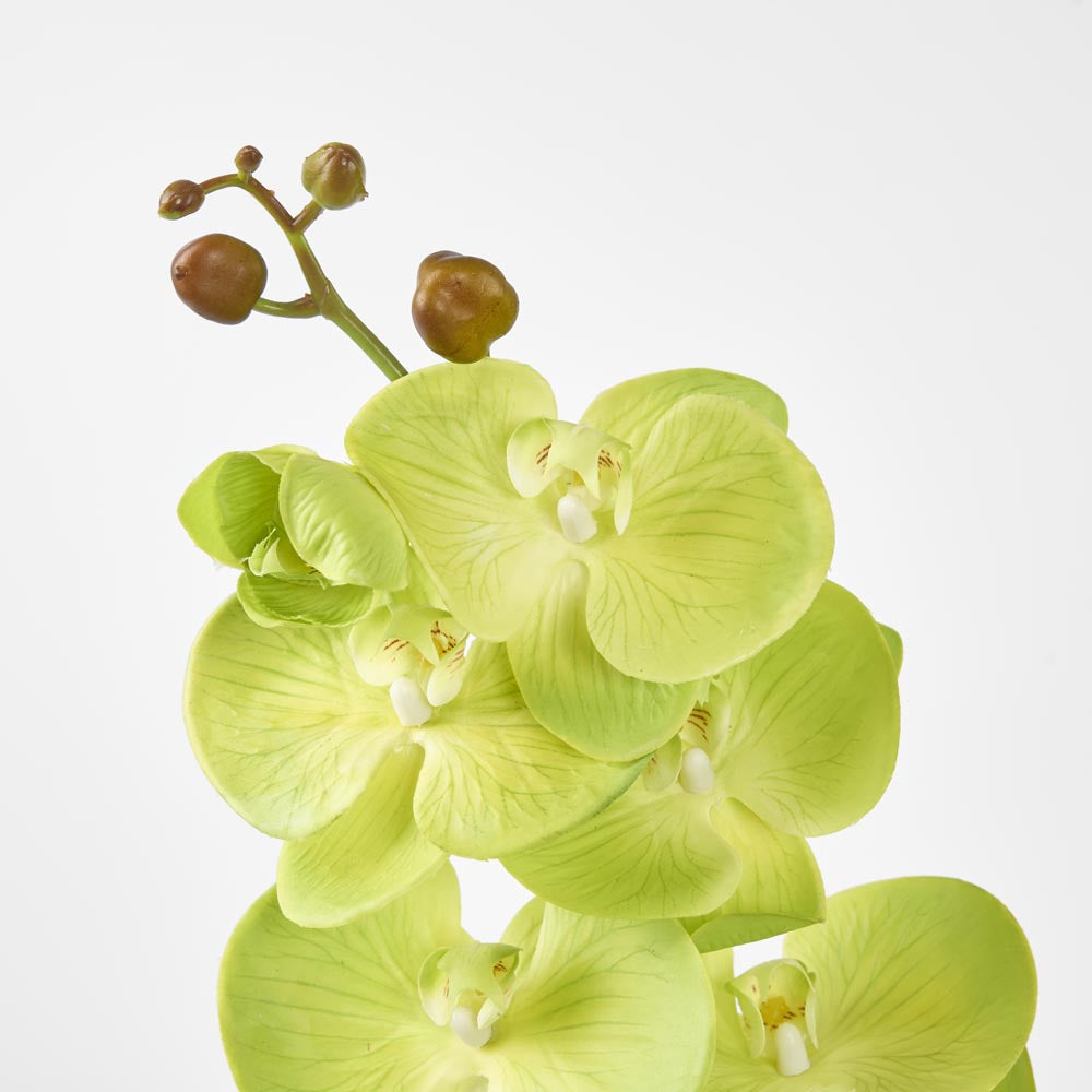 Phalaenopsis Spray Green