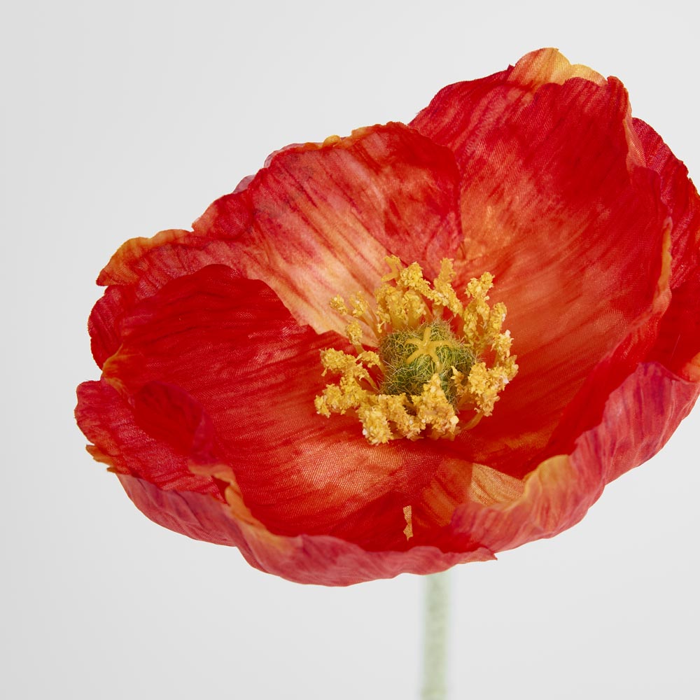 Poppy Stem Red