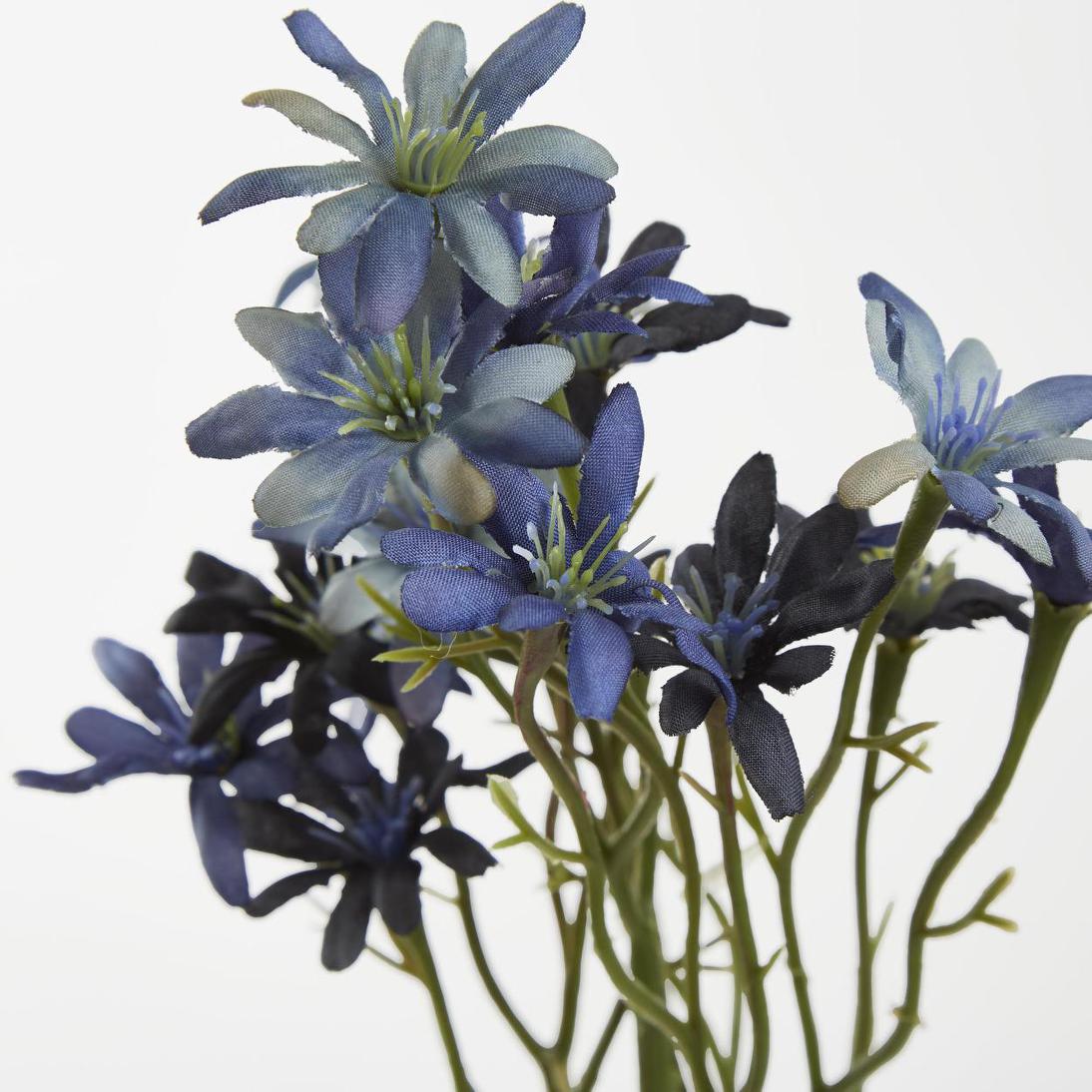 Sea Aster Blue