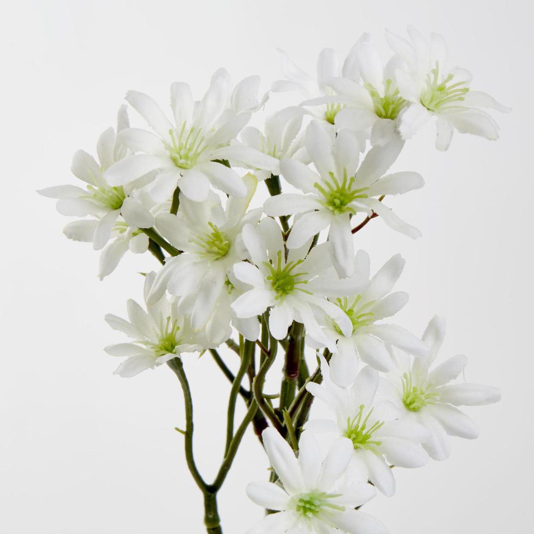 Sea Aster White