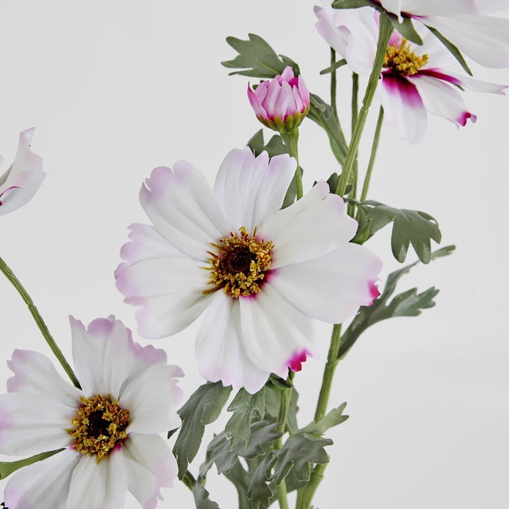 Cosmos Spray 85cm Pale Pink