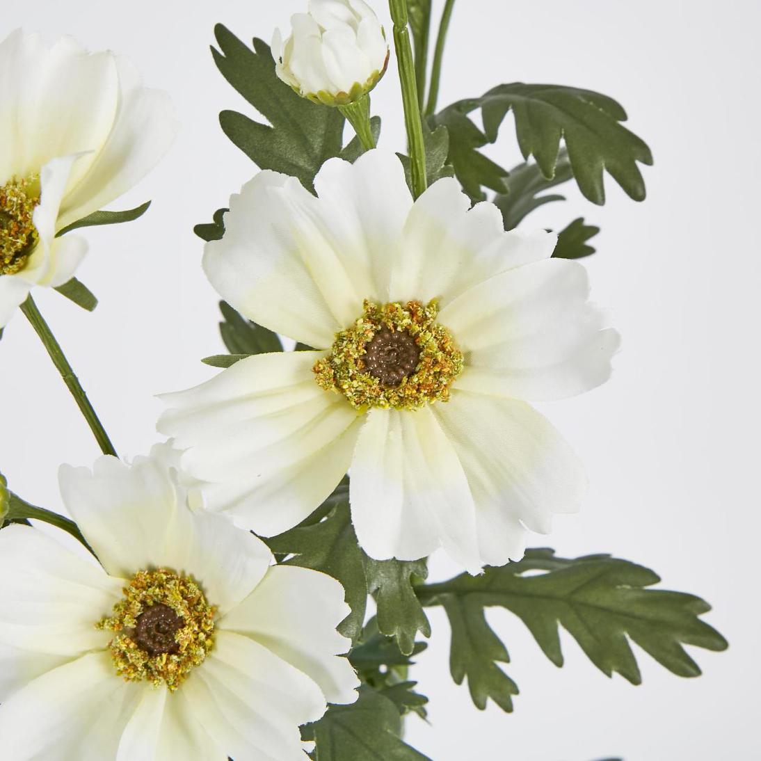 Cosmos Spray 85cm White