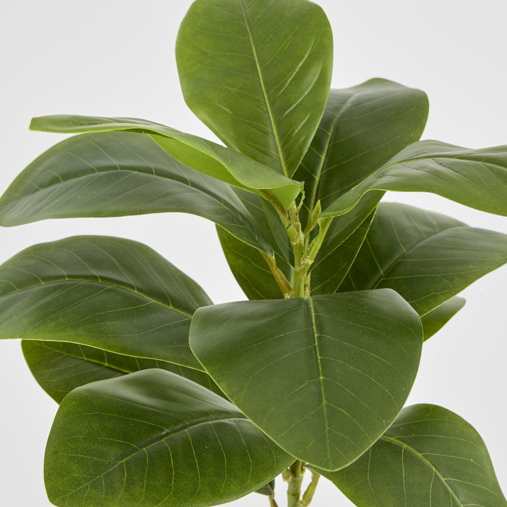 Magnolia Green Leaf Stem