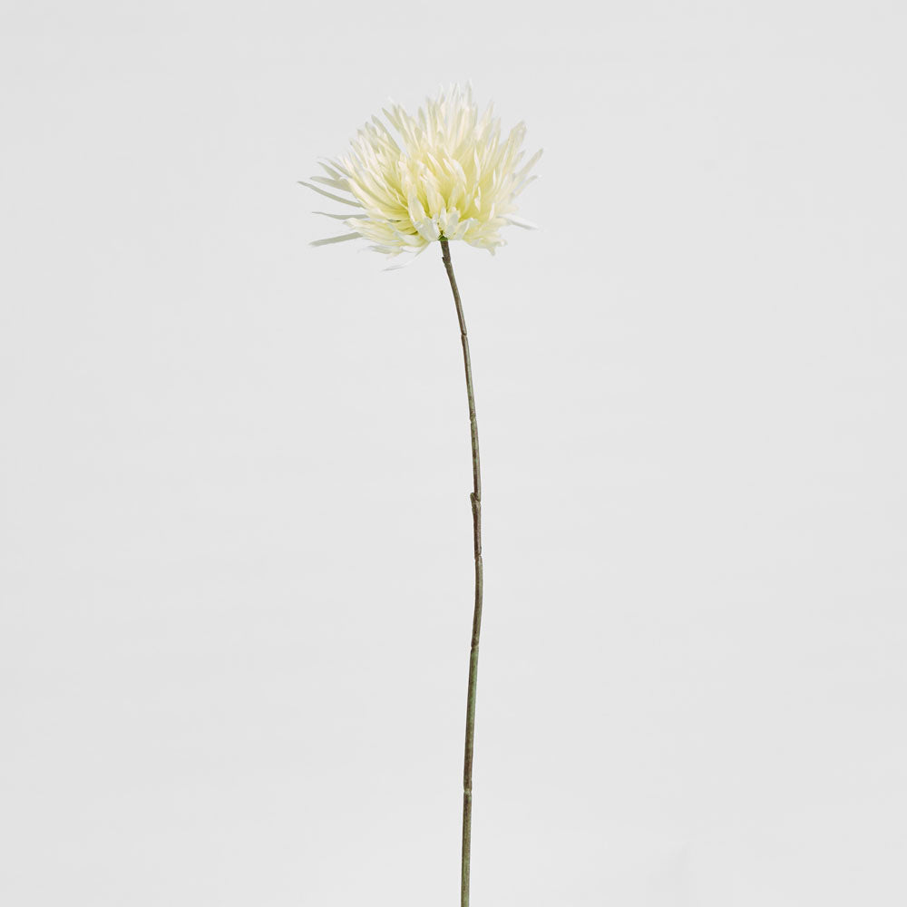 Mum Stem 71cm Cream