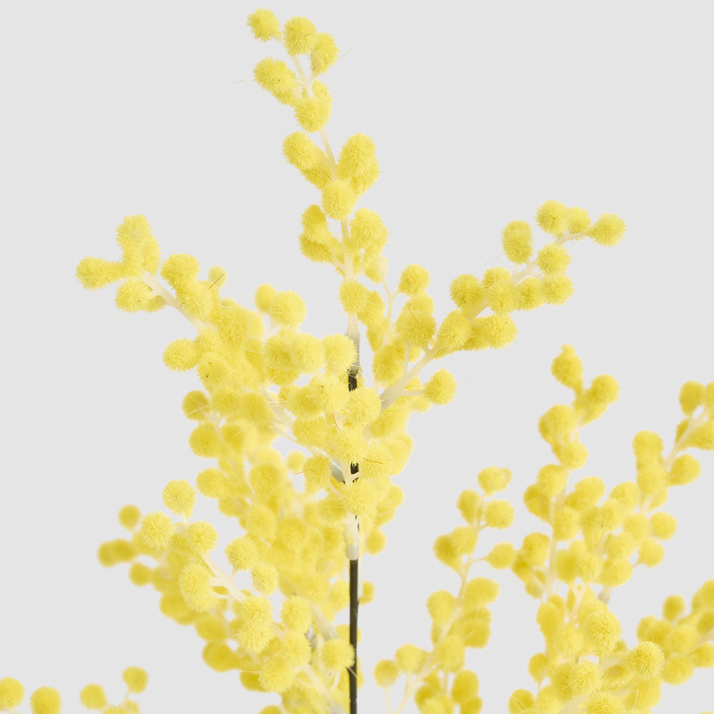 Mimosa Spray 78cm