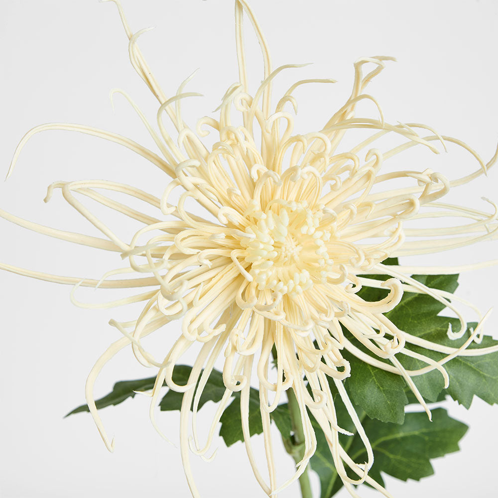 Spider Mum Floral Stem 71cm Cream