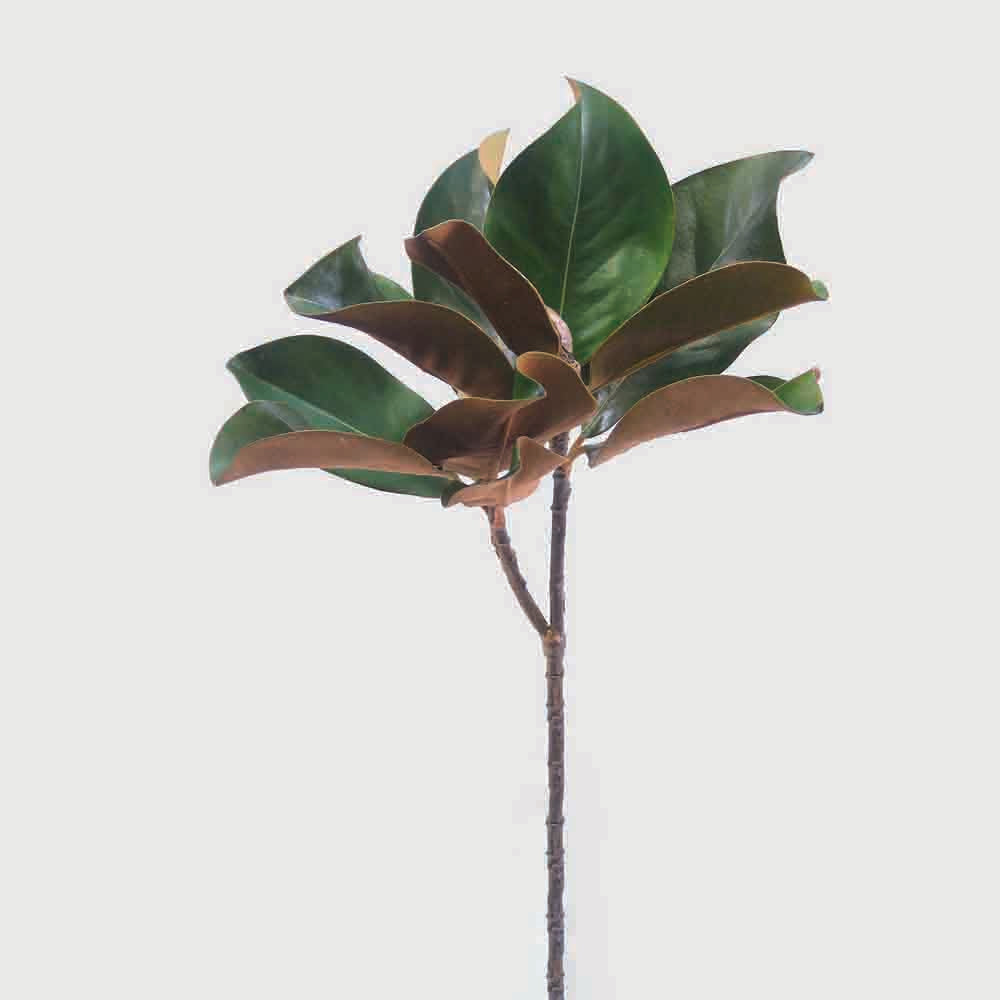 Magnolia Leaf Spray 60cm Green