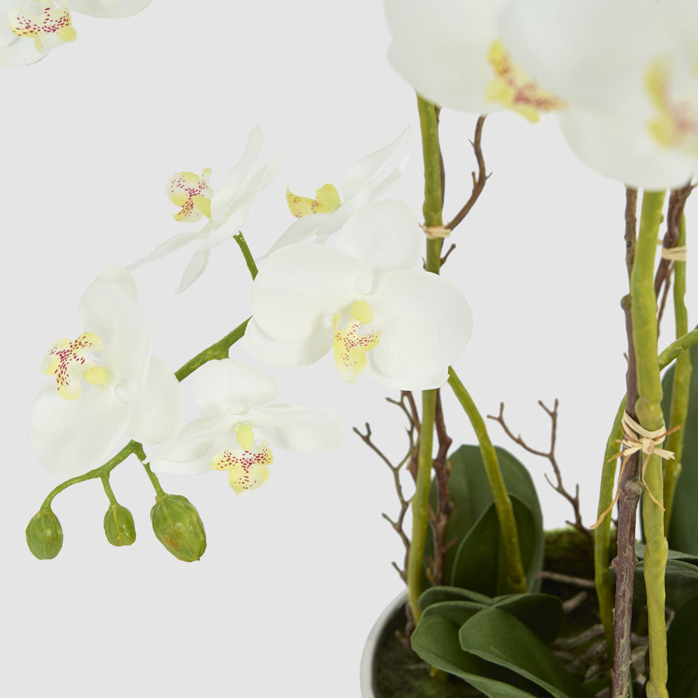 Orchid Real Touch 60cm in White Pot Silver Rim